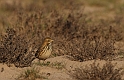 Meadow pipit